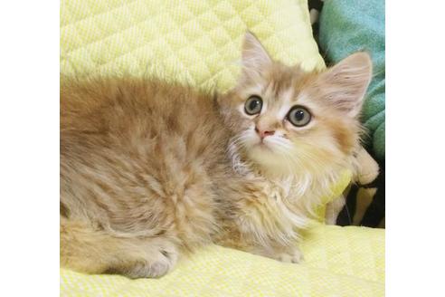 成約済の愛知県のペルシャ(チンチラ)-8095の1枚目
