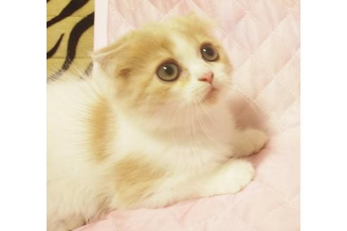 成約済の愛知県のスコティッシュフォールド-8089の1枚目