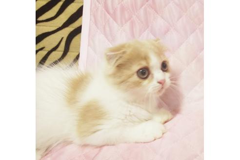 成約済の愛知県のスコティッシュフォールド-8089の6枚目