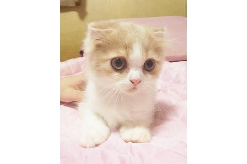 成約済の愛知県のスコティッシュフォールド-8089の5枚目