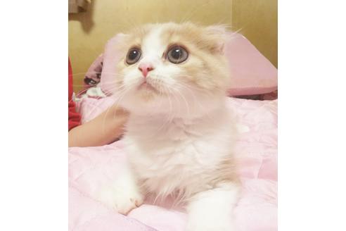 成約済の愛知県のスコティッシュフォールド-8089の4枚目