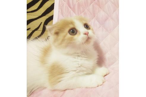 成約済の愛知県のスコティッシュフォールド-8089の3枚目