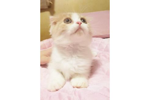 成約済の愛知県のスコティッシュフォールド-8089の2枚目