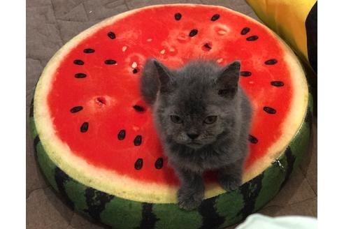 成約済の大阪府のセルカークレックス-7439の5枚目