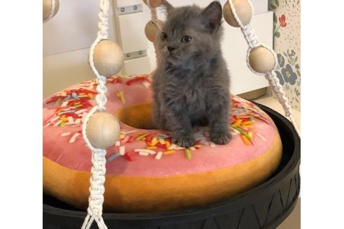 成約済の大阪府のセルカークレックス-7439の4枚目