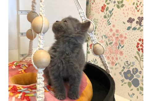 成約済の大阪府のセルカークレックス-7439の1枚目