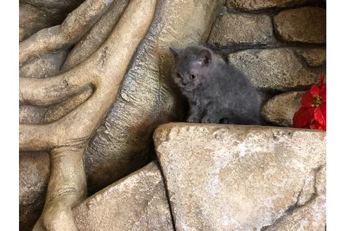 成約済の大阪府のセルカークレックス-7439の3枚目