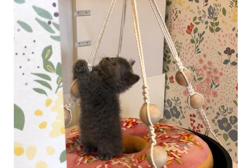 成約済の大阪府のセルカークレックス-7439の2枚目