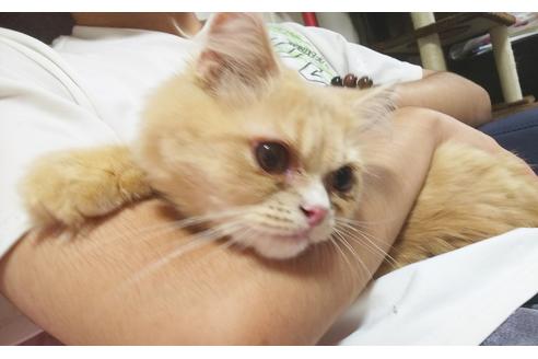 成約済の愛知県のミヌエット-6925の1枚目