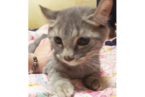 成約済の愛知県のマンチカン-7738の4枚目