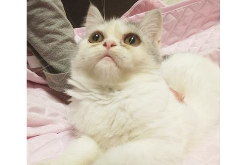 成約済の愛知県のエキゾチックショートヘア-7453の2枚目