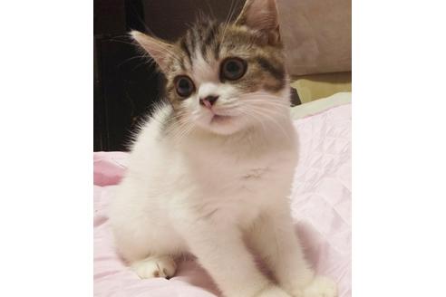 成約済の愛知県のスコティッシュフォールド-7739の1枚目