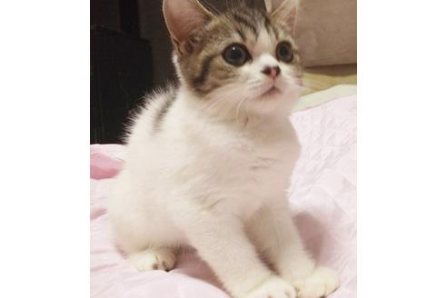 成約済の愛知県のスコティッシュフォールド-7739の3枚目