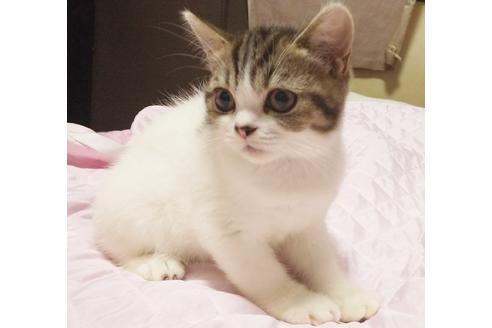 成約済の愛知県のスコティッシュフォールド-7739の2枚目