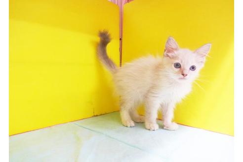 成約済の東京都のラグドール-8132の1枚目