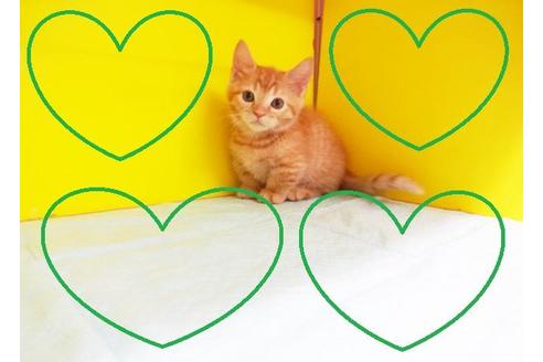 成約済の東京都のマンチカン-8133の2枚目