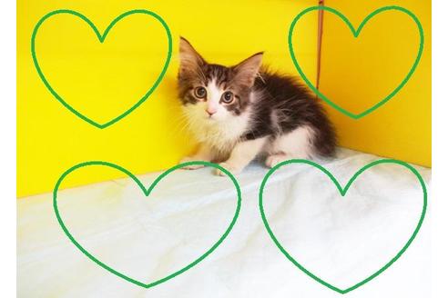 成約済の東京都のノルウェージャンフォレストキャット-8135の2枚目