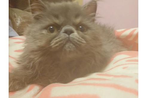 成約済の愛知県のエキゾチックロングヘア-8091の6枚目