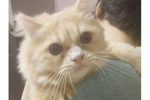 成約済の愛知県のミヌエット-6925の3枚目