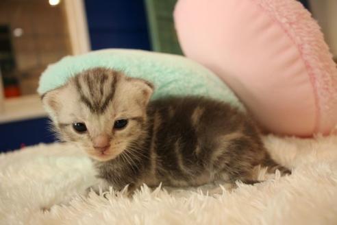 成約済の大阪府のアメリカンショートヘア-8186の3枚目