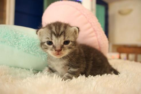 成約済の大阪府のアメリカンショートヘア-8187の5枚目