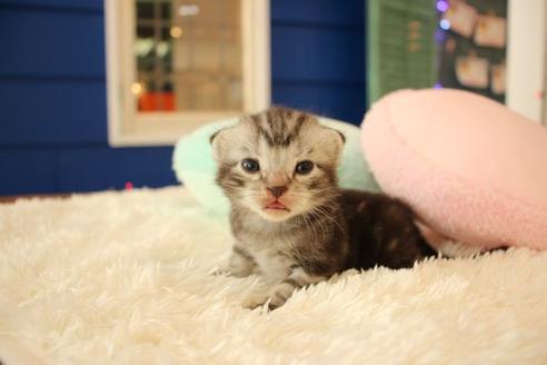 成約済の大阪府のアメリカンショートヘア-8188の5枚目