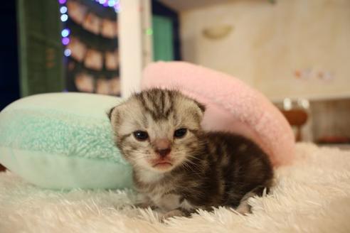 成約済の大阪府のアメリカンショートヘア-8189の5枚目