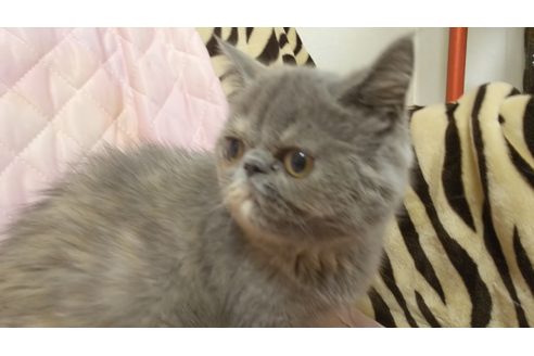 成約済の愛知県のエキゾチックロングヘア-8094の5枚目