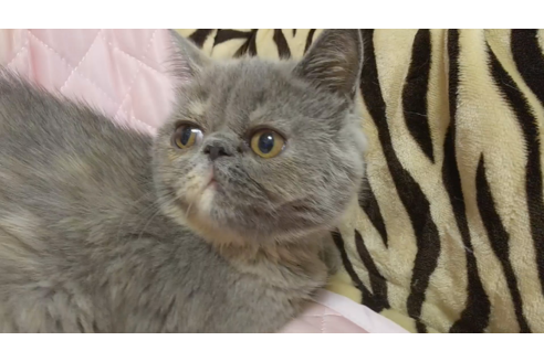 成約済の愛知県のエキゾチックロングヘア-8094の4枚目