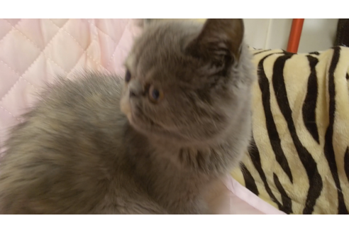 成約済の愛知県のエキゾチックロングヘア-8094の3枚目