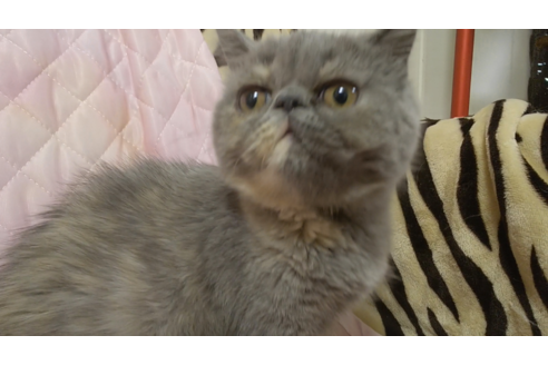 成約済の愛知県のエキゾチックロングヘア-8094の2枚目