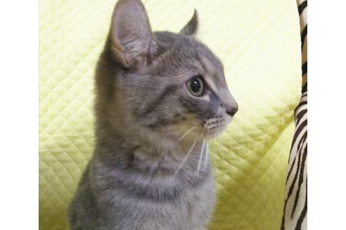 成約済の愛知県のマンチカン-7738の1枚目