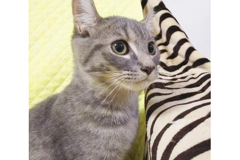 成約済の愛知県のマンチカン-7738の3枚目