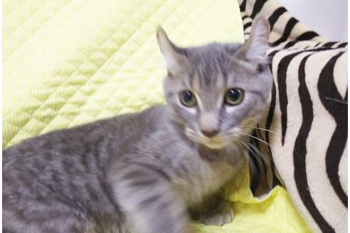 成約済の愛知県のマンチカン-7738の2枚目