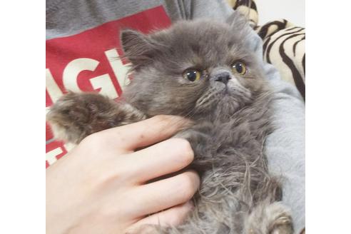 成約済の愛知県のエキゾチックロングヘア-8091の5枚目