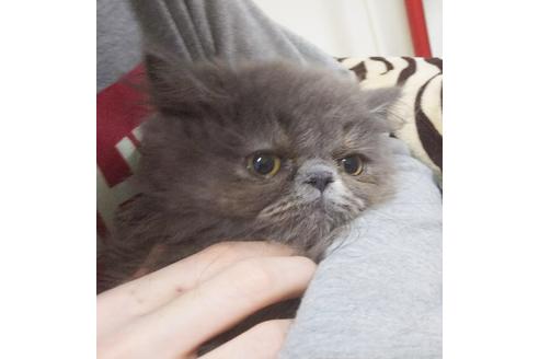 成約済の愛知県のエキゾチックロングヘア-8091の4枚目