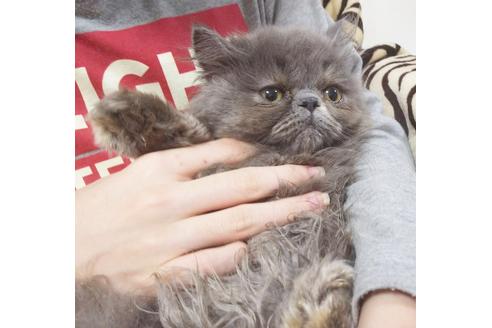 成約済の愛知県のエキゾチックロングヘア-8091の1枚目