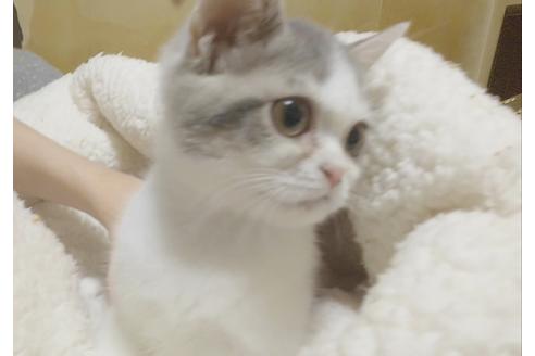 成約済の愛知県のスコティッシュフォールド-8093の6枚目