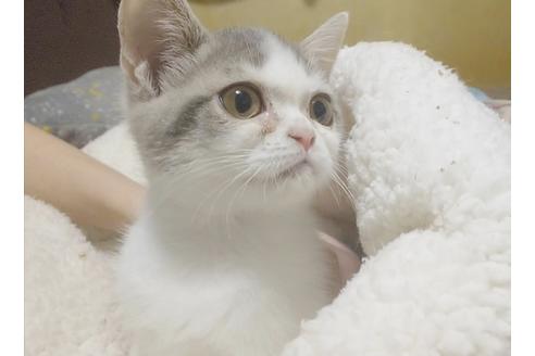 成約済の愛知県のスコティッシュフォールド-8093の5枚目