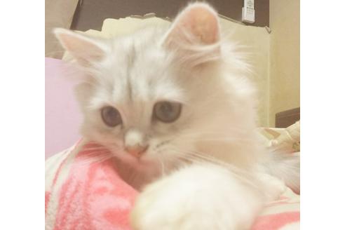 成約済の愛知県のペルシャ(チンチラ)-8092の6枚目