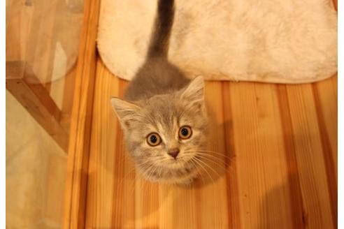 成約済の大阪府のスコティッシュフォールド-7446