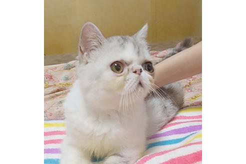 成約済の愛知県のエキゾチックショートヘア-7454の5枚目