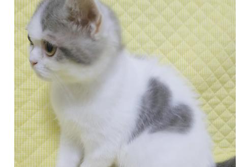 成約済の愛知県のスコティッシュフォールド-8093の4枚目