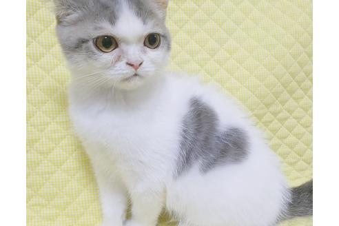 成約済の愛知県のスコティッシュフォールド-8093の3枚目