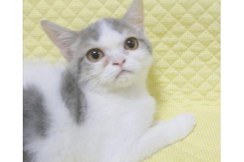 成約済の愛知県のスコティッシュフォールド-8093の2枚目