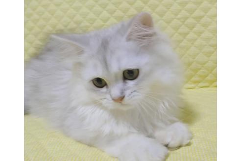 成約済の愛知県のペルシャ(チンチラ)-8092の5枚目