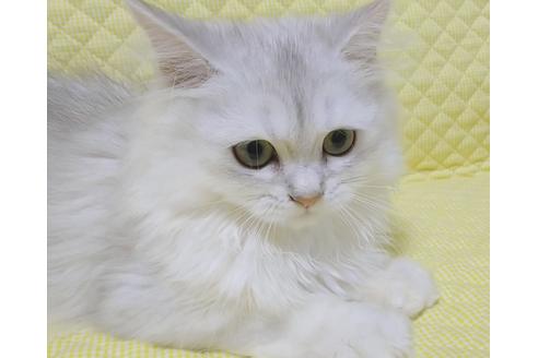 成約済の愛知県のペルシャ(チンチラ)-8092の3枚目