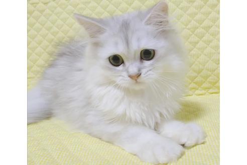 成約済の愛知県のペルシャ(チンチラ)-8092の2枚目