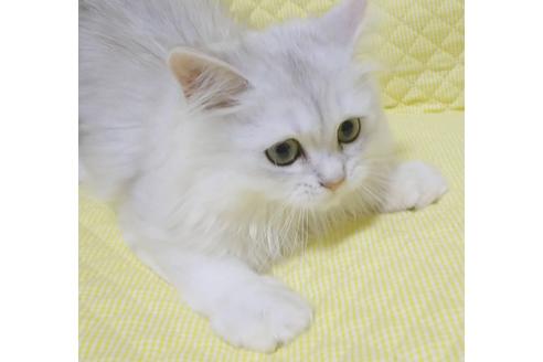 成約済の愛知県のペルシャ(チンチラ)-8092の1枚目