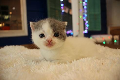 成約済の大阪府のスコティッシュフォールド-8033の1枚目